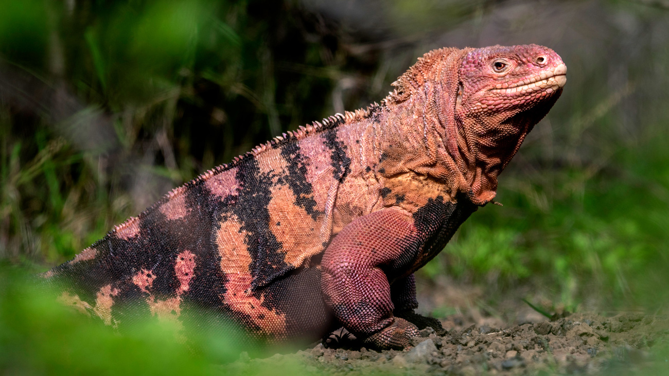 Galapagos pink iguana (Conolophus marthae), Isabela Island, Galapagos National Park, Galapagos Islands.