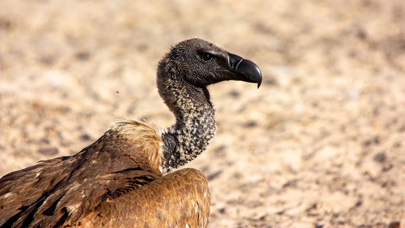 White-backed vulture, a critically endangered species vital to ecosystem health, in southern Africa.