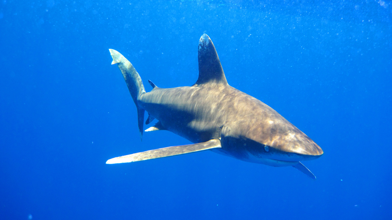 Oceanic whitetip shark, one of the most threatened sharks and listed on App2 of CITES.