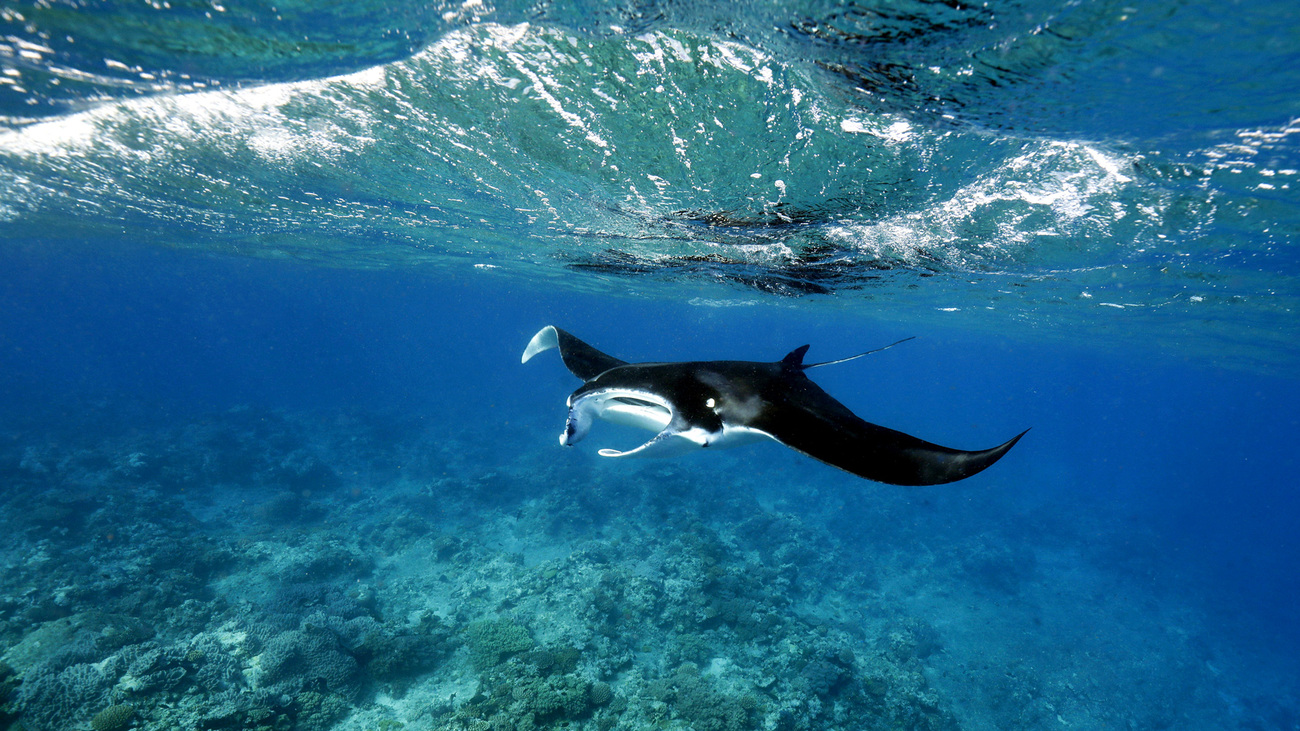 Reef manta ray swimming near the ocean floor.