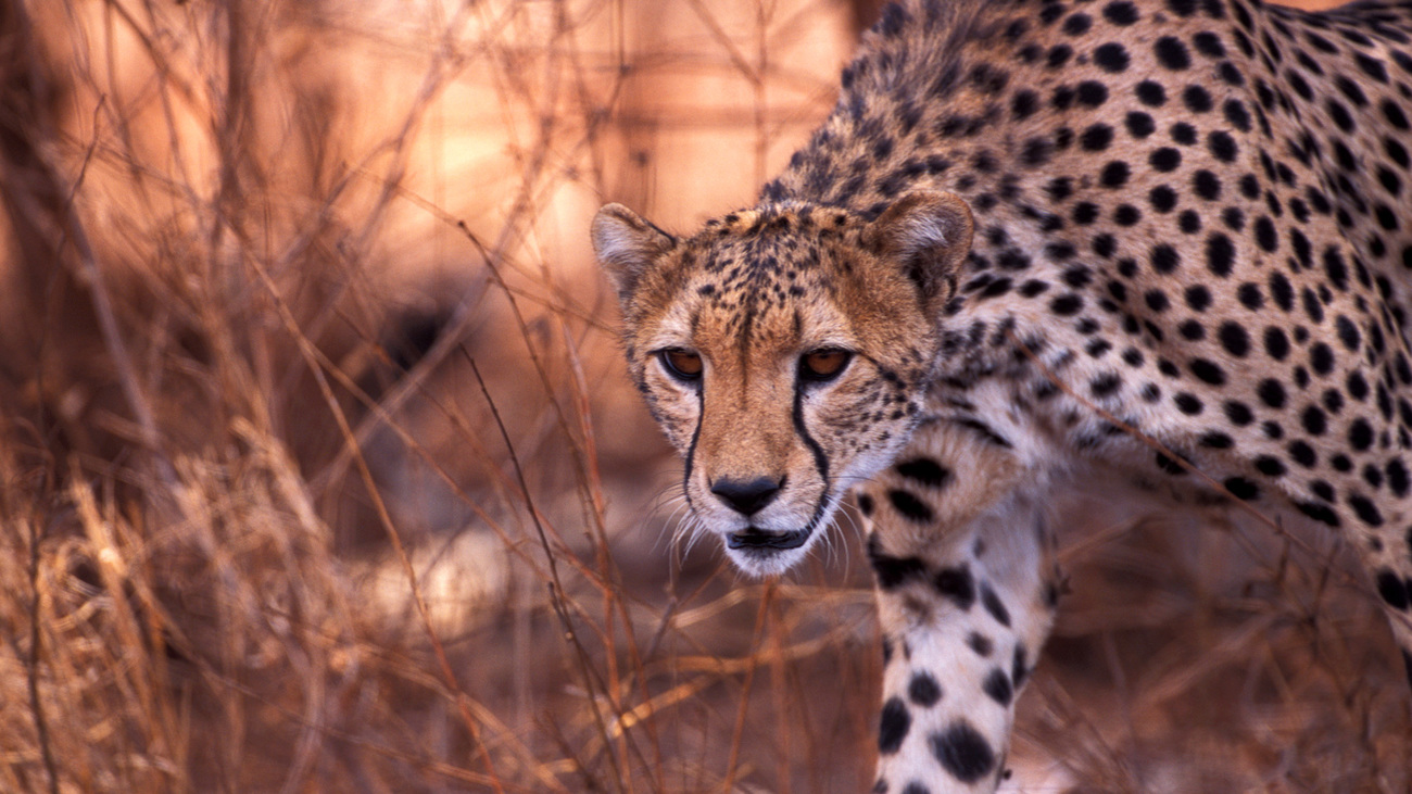 A cheetah in Meru National Park, Kenya.