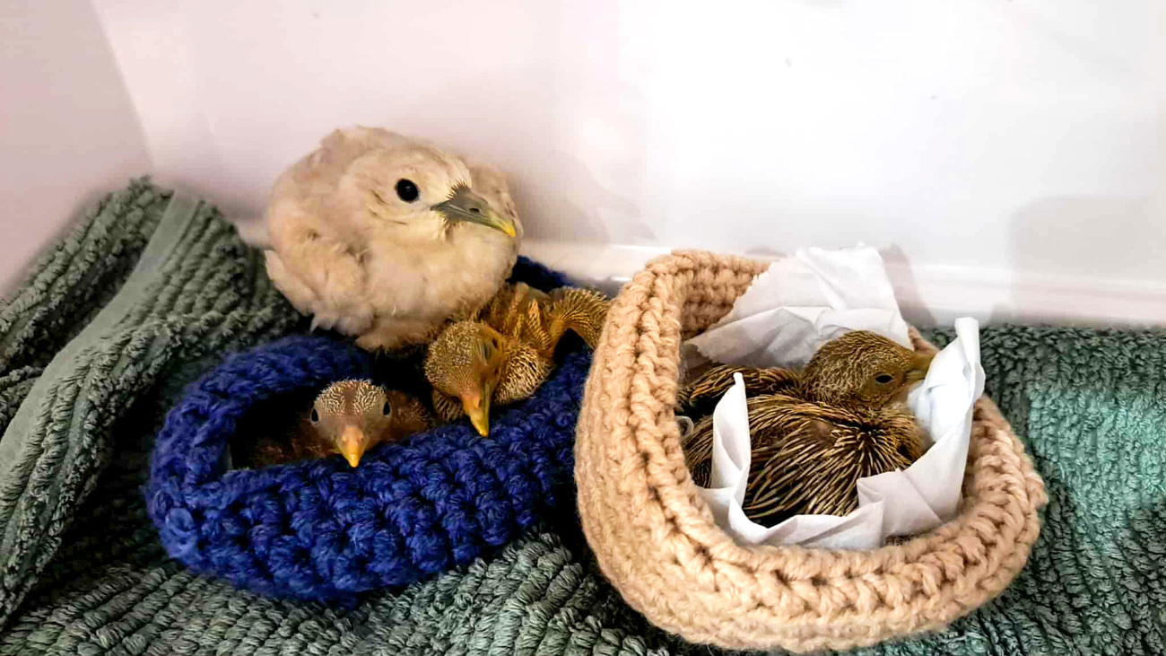 Australasian figbirds and a barbary dove at Wild North Veterinary Hospital receiving care after Cyclone Fina struck Australia’s Northern Territory.