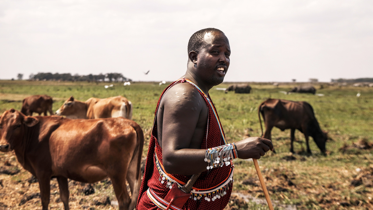 Maasai community member with cattle in Amboseli, Kenya.