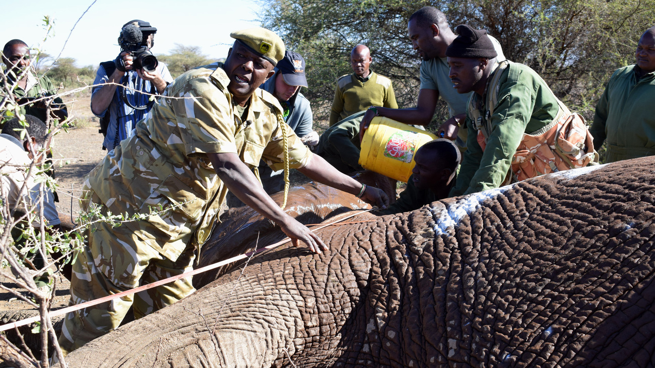 Kenya Wildlife Service (KWS) personnel fit a GPS-enabled collar on an elephant in Amboseli National Park to identify the landscape the elephant uses in search on a regular basis in search of food, water and mates.