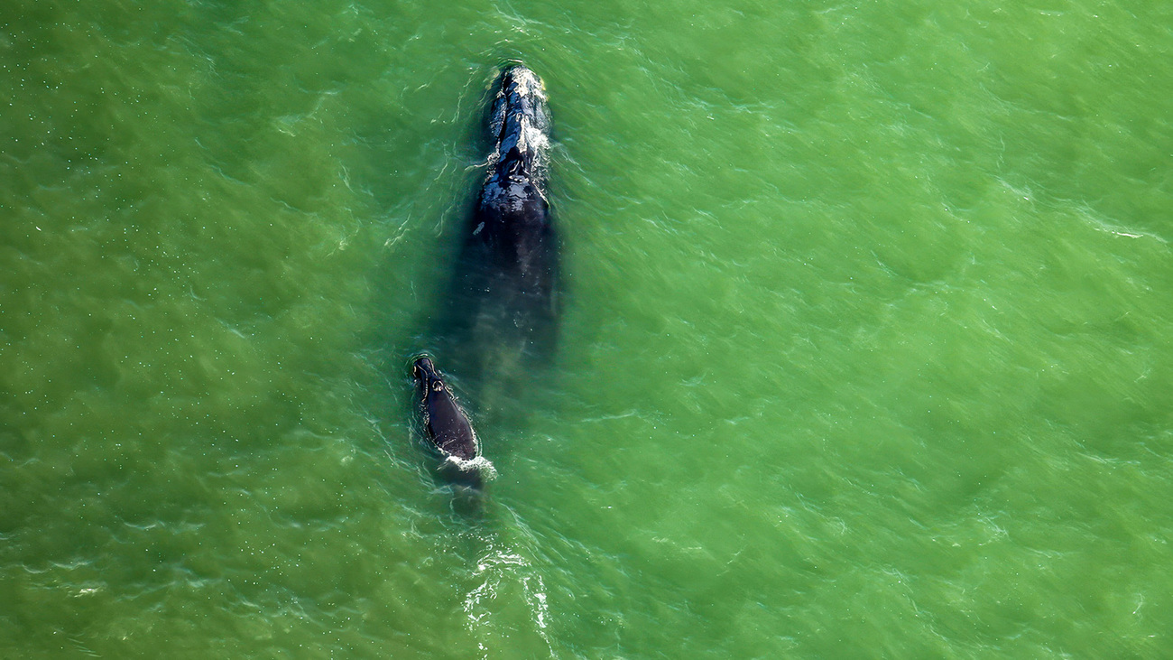 Millipede (catalog #3520) was sighted with her third known calf off the Florida-Georgia border on 3 December 2025.