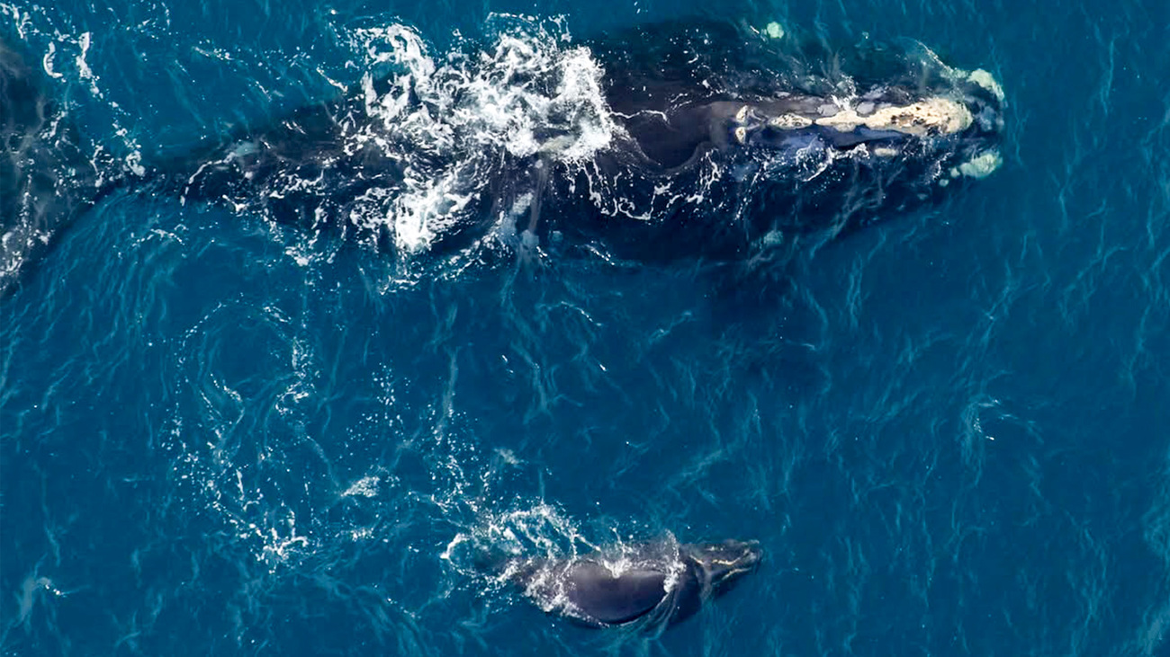 NARW, Callosity Back (catalog #3760), and her first documented calf are sighted east of DeBordieu Beach, South Carolina on 4 December 2025.