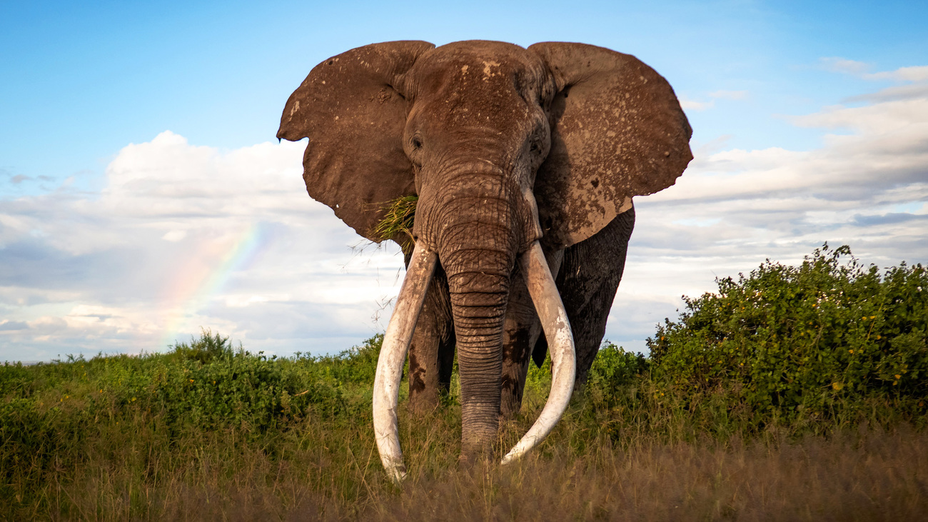 Craig, Amboseli’s iconic bull elephant, stands beneath a fading rainbow—captured during a brief window of light after afternoon rain, in a moment that reveals the quiet wonder of nature.