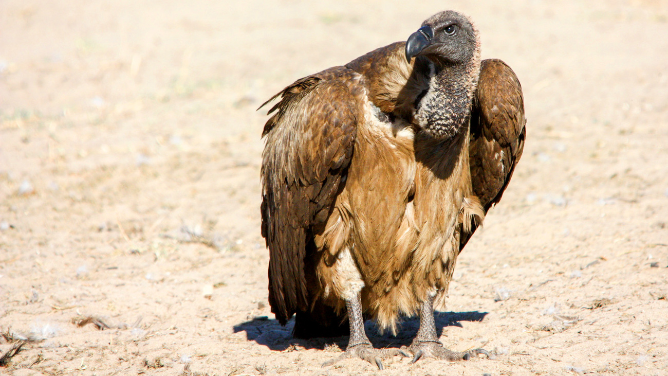 White-backed vultures, a critically endangered species vital to ecosystem health, together in southern Africa.