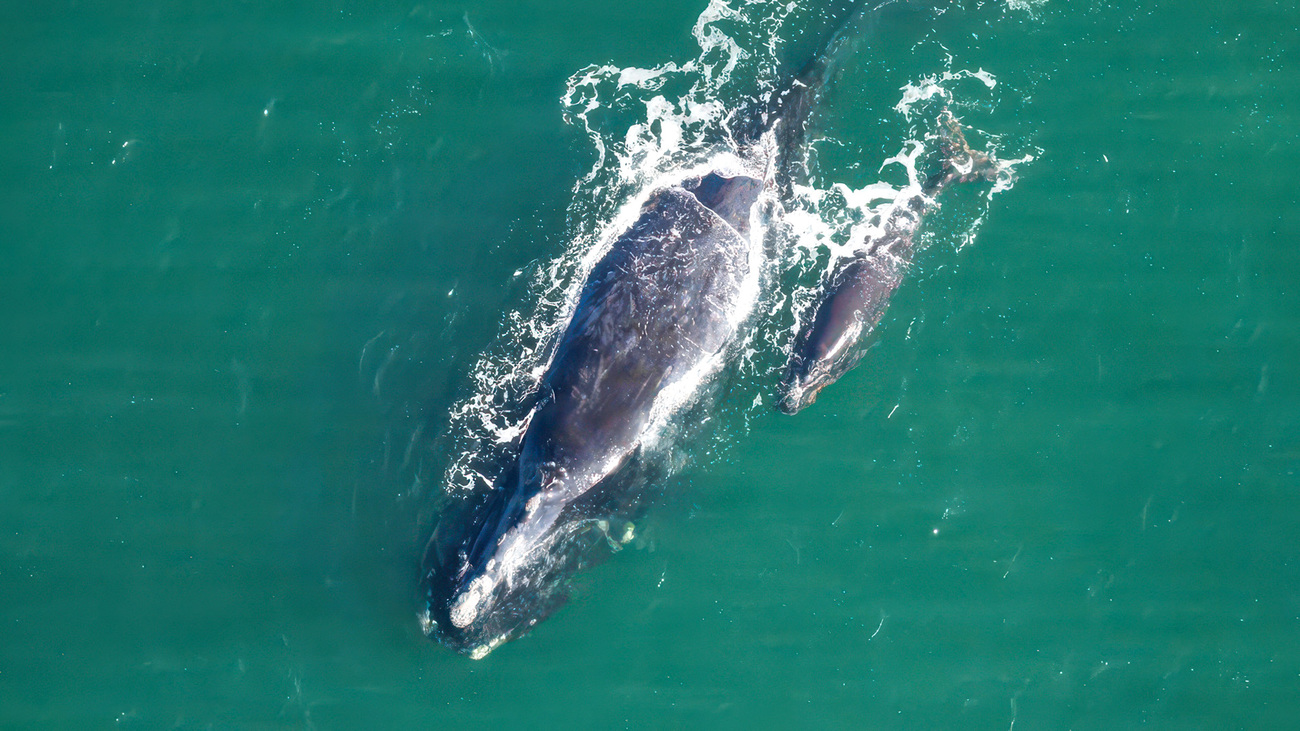 Bocce (Catalog #3860) on 10 December 2025 swims with her newborn calf off Doboy Sound, Georgia—her third documented calf.