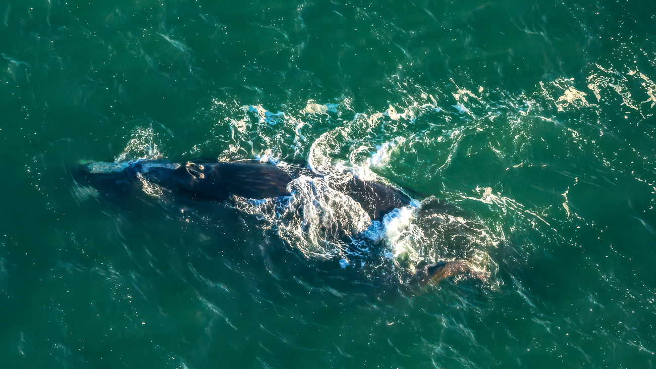 Squilla (Catalog #3720) on 11 December 2025 and her newborn calf were sighted off Sullivan’s Island Lighthouse, marking the fifth mom-calf pair of the 2025-2026 season.