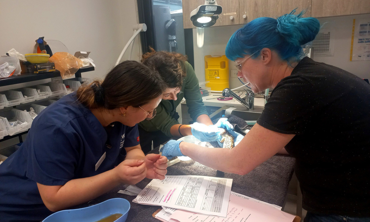 Some of the vets and vet nurses who participated in the IFAW Veterinary Mentorship Program at WA Wildlife.