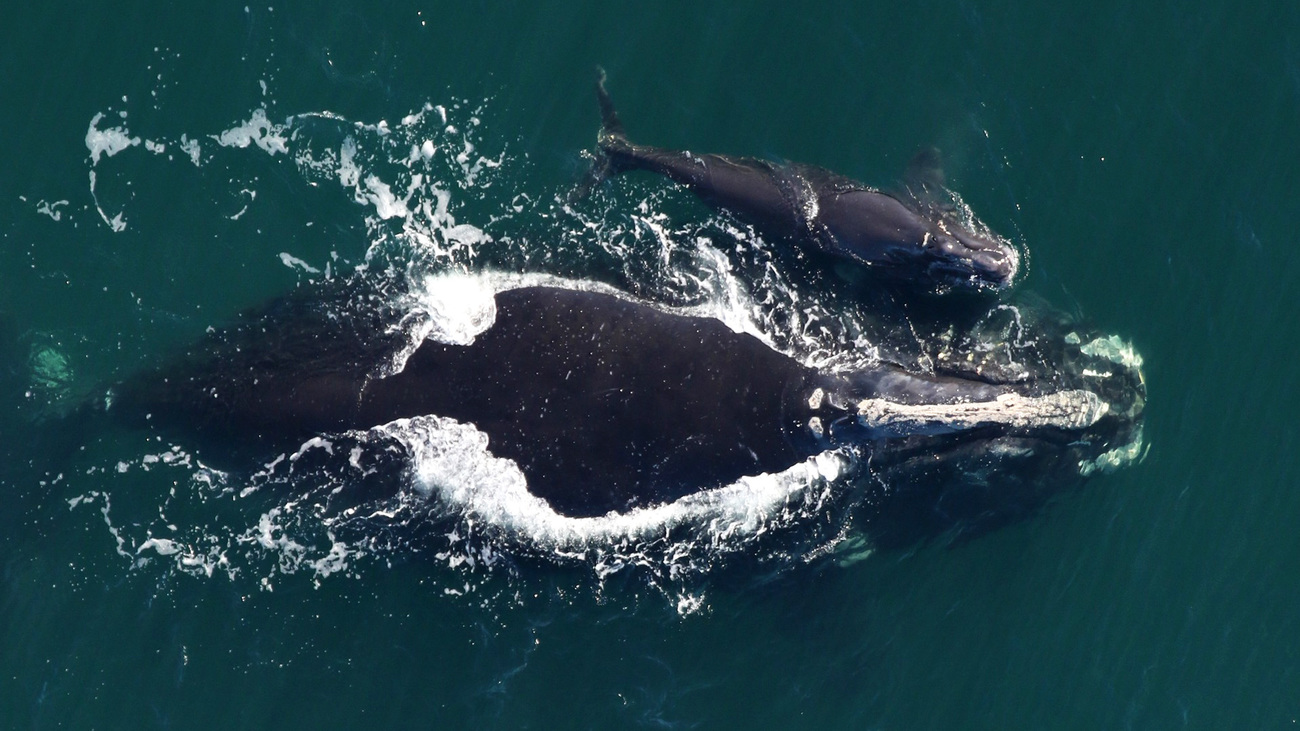 Cascade (catalog #3157) and her new calf approx. 18 nautical miles east of Ossabaw Island, Georgia on December 16, 2025.