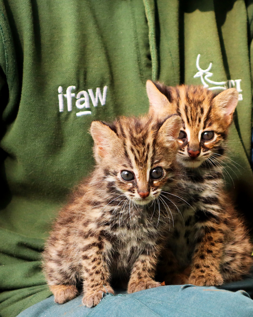 Een teamlid van IFAW-WTI zit met twee verweesde welpjes van een Bengaalse tijgerkat.