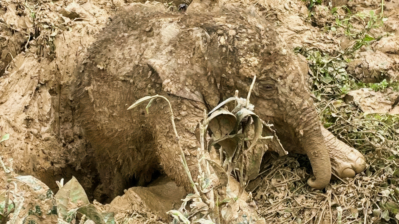 Ein sehr junges Elefantenkalb, das voller Schlamm ist, versucht verzweifelt, sich aus einem riesigen Schlammloch zu befreien, wobei seine Hinterbeine feststecken. Das Kalb selbst ist bereits völlig mit Schlamm bedeckt.