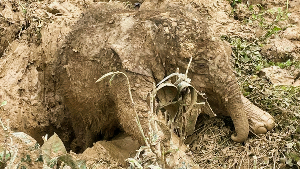 Im Schlamm steckengeblieben: Elefantenkalb in Indien gerettet