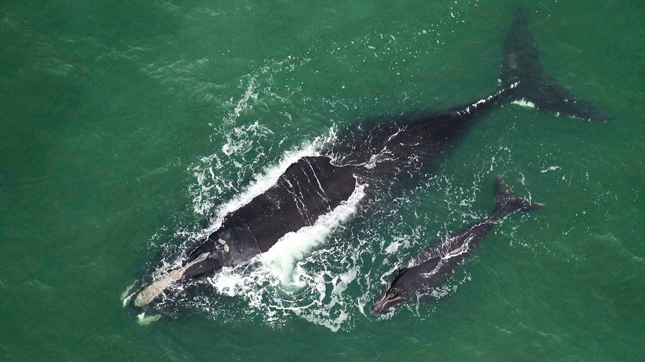 Harmonia (Catalog #3101) and her new calf, sighted on December 17, 2025, approximately 9.9nm east of Saint Simons Island, GA.