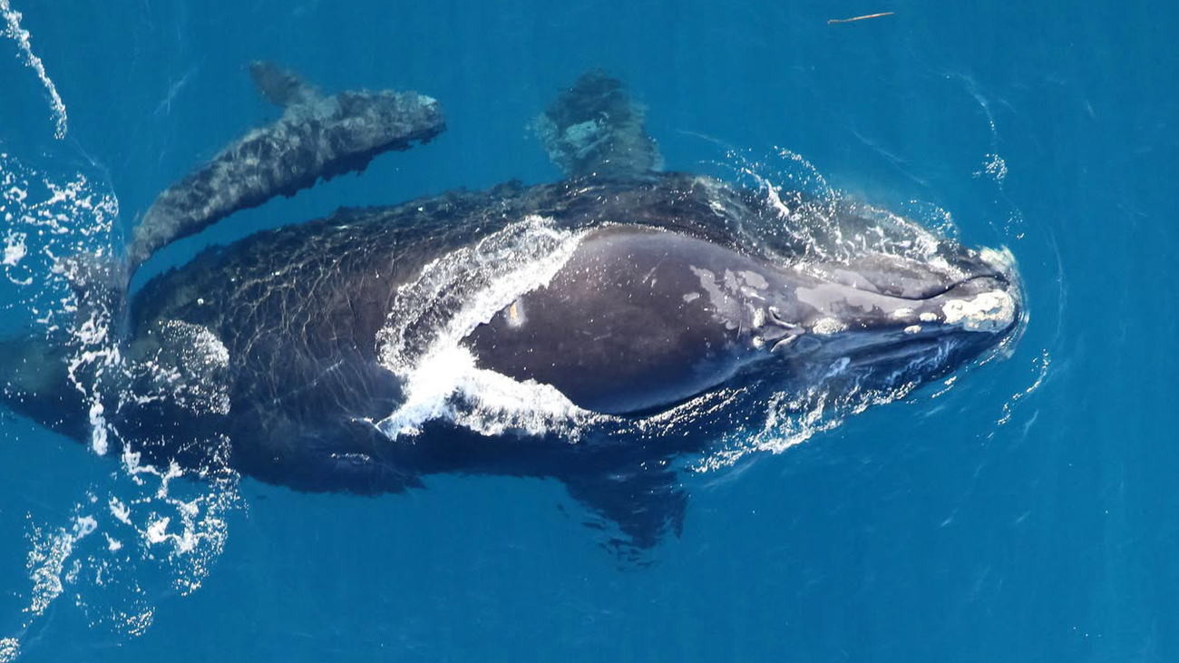 North Atlantic right whale Tripelago (catalog #2614) swims with her newly sighted calf off the coast of Georgia during the 2025 calving season.