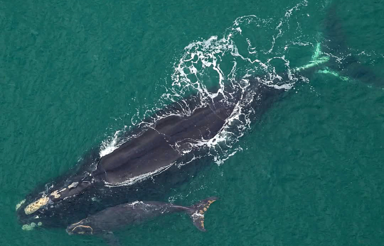North Atlantic right whale Uca (catalog #3390) swims with her calf off the coast of South Carolina.