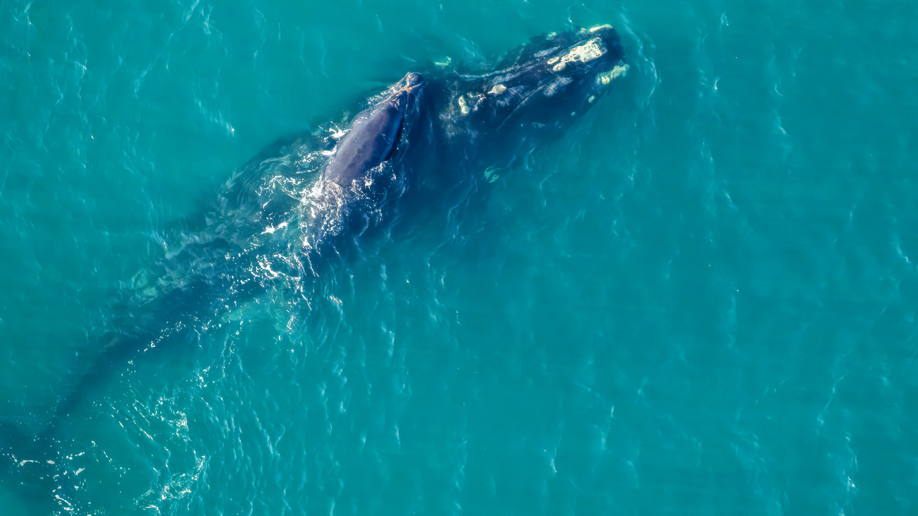 North Atlantic right whale Mantis (catalog #1629) swims with her calf off the coast of South Carolina.
