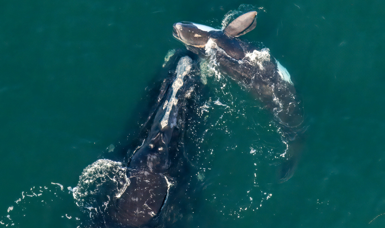 North Atlantic right whale Binary (catalog #3010) swims with her calf off the coast of Georgia.