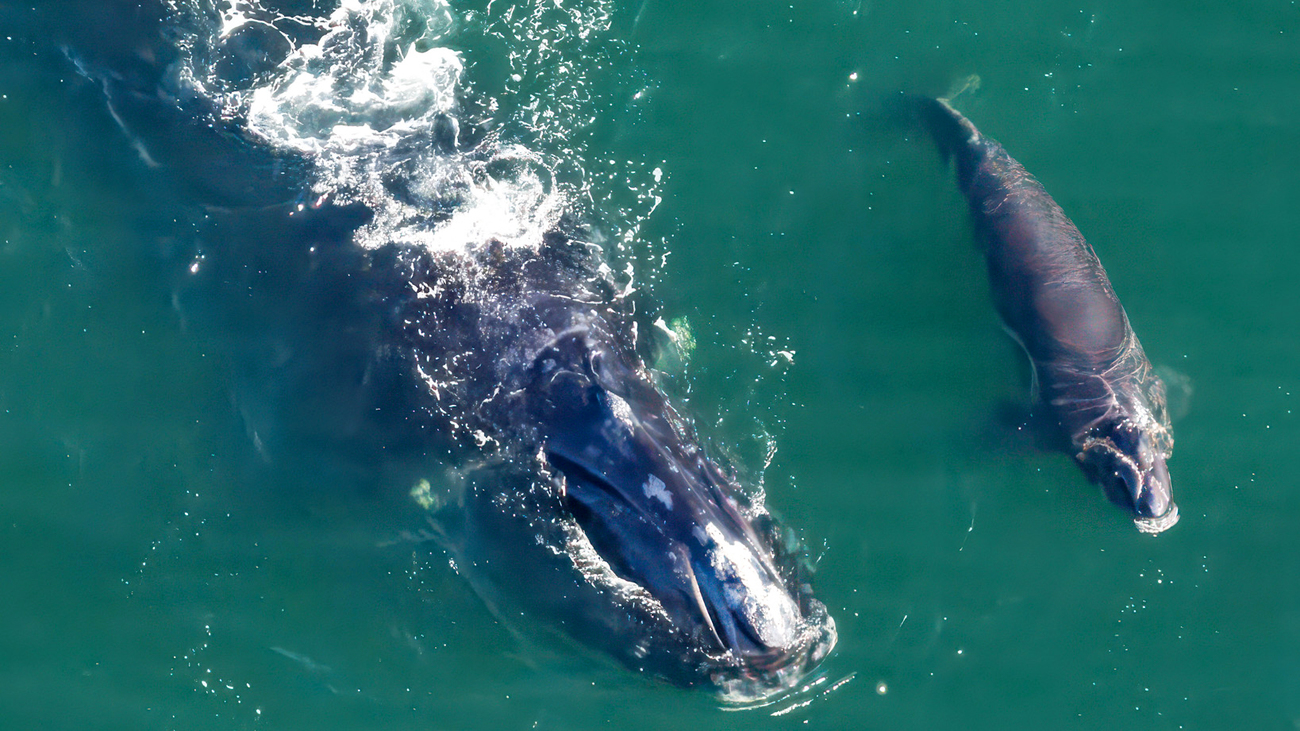 North Atlantic right whale Boomerang (catalog #2503) swims with her calf near the Georgia-Florida border during the 2025-2026 calving season.