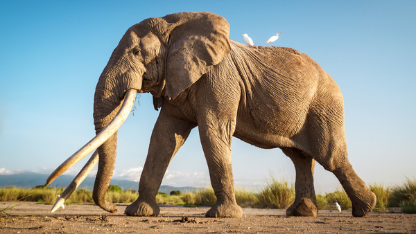 Craig: a gentle giant whose legacy will live on 