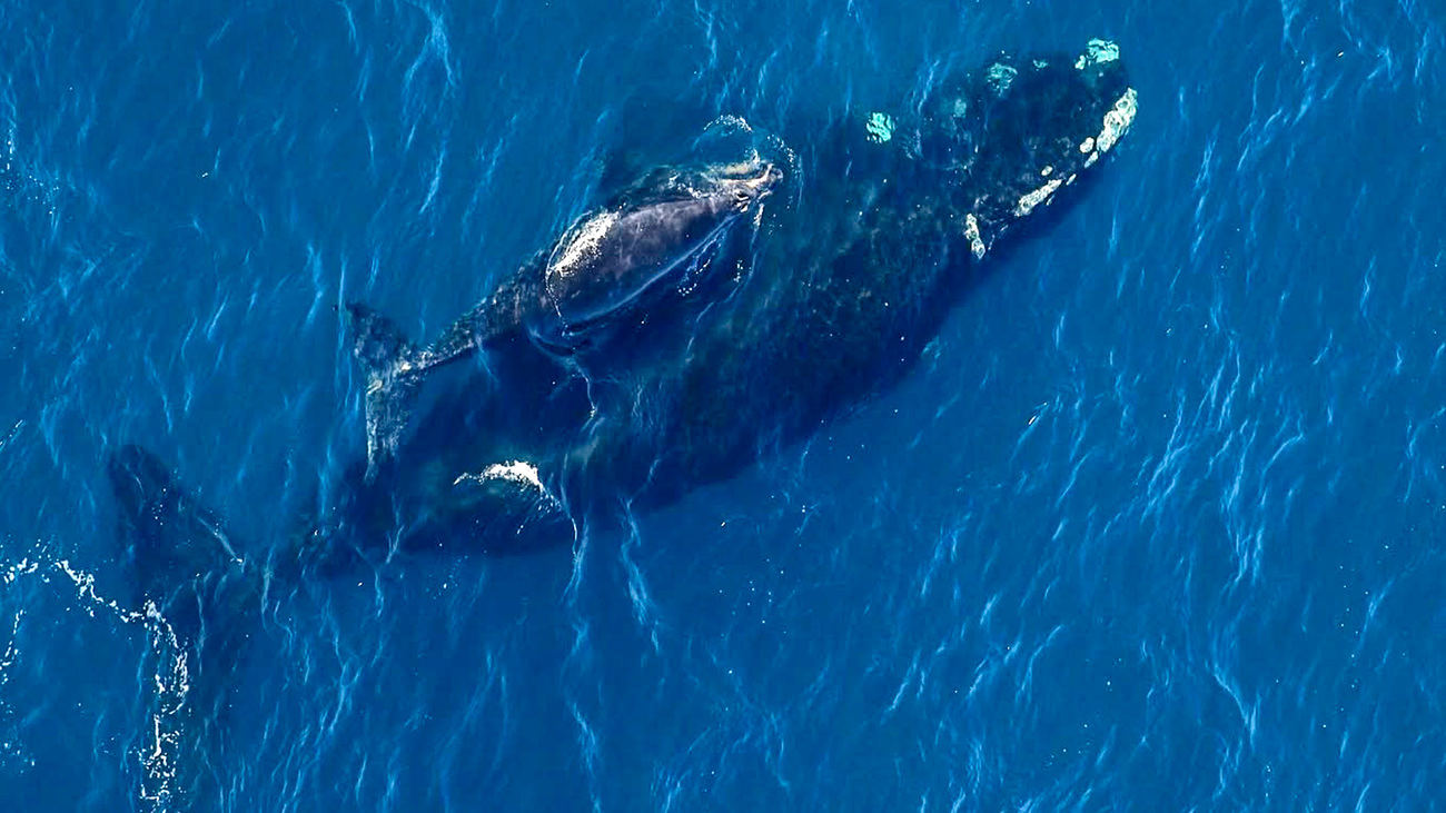 North Atlantic right whale Catalog #4610 swims with her first known calf off the coast of North Carolina during the 2025-2026 calving season.