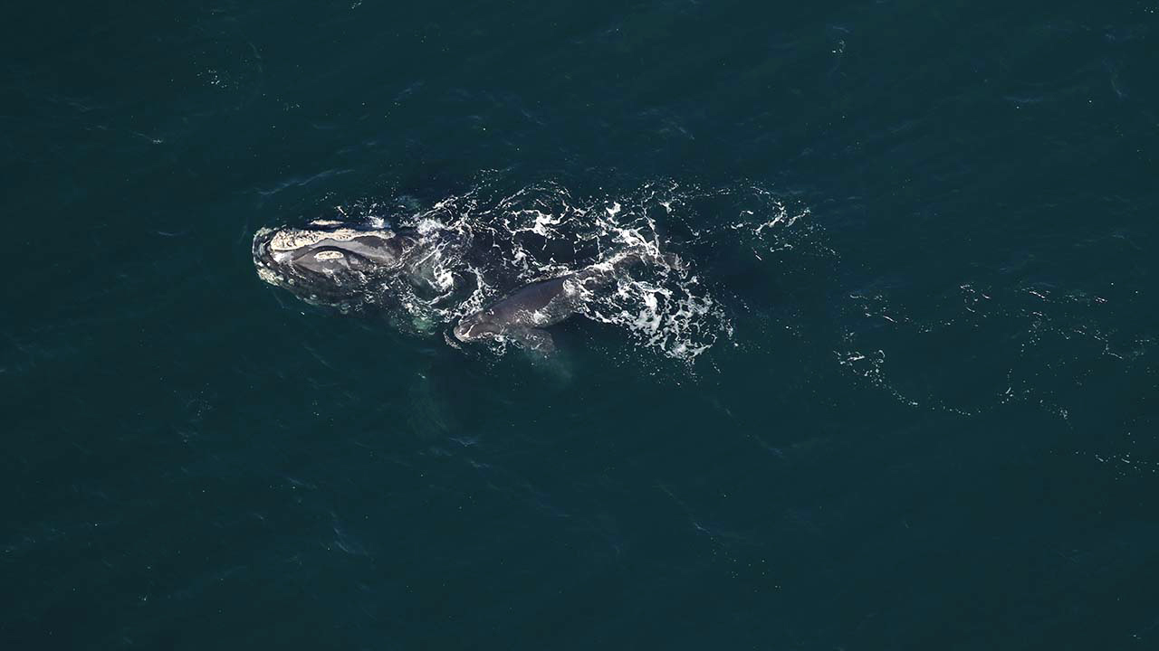 Skittle (Catalog #3260) and calf sighted January 5, 2026 approximately 16nm off Fernandina Beach, FL.