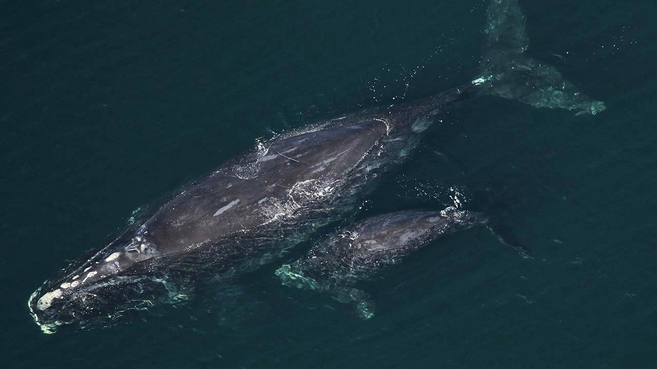 Right whale Catalog #3593 and calf sighted January 6, 2026 approximately 13.5nm off Jacksonville Beach, FL