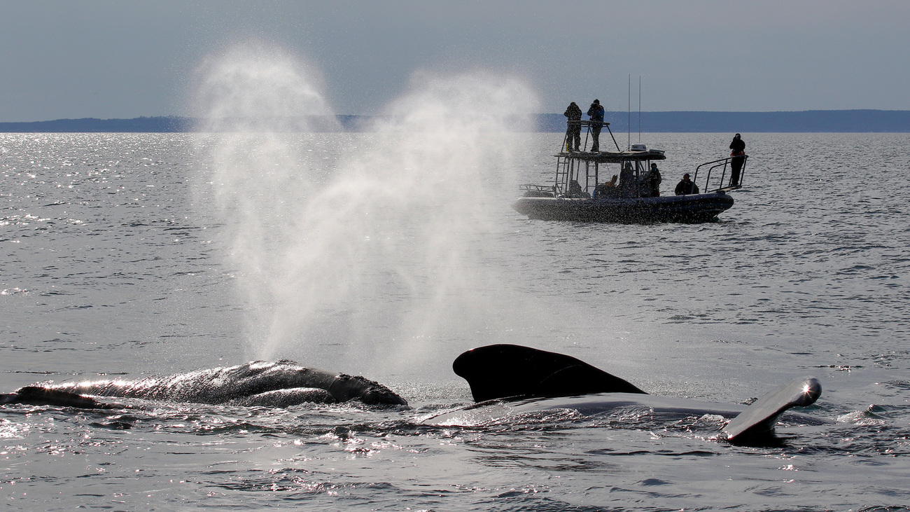 North Atlantic right whales surface and exhale near a vessel as seen from Song of the Whale in Cape Cod Bay.