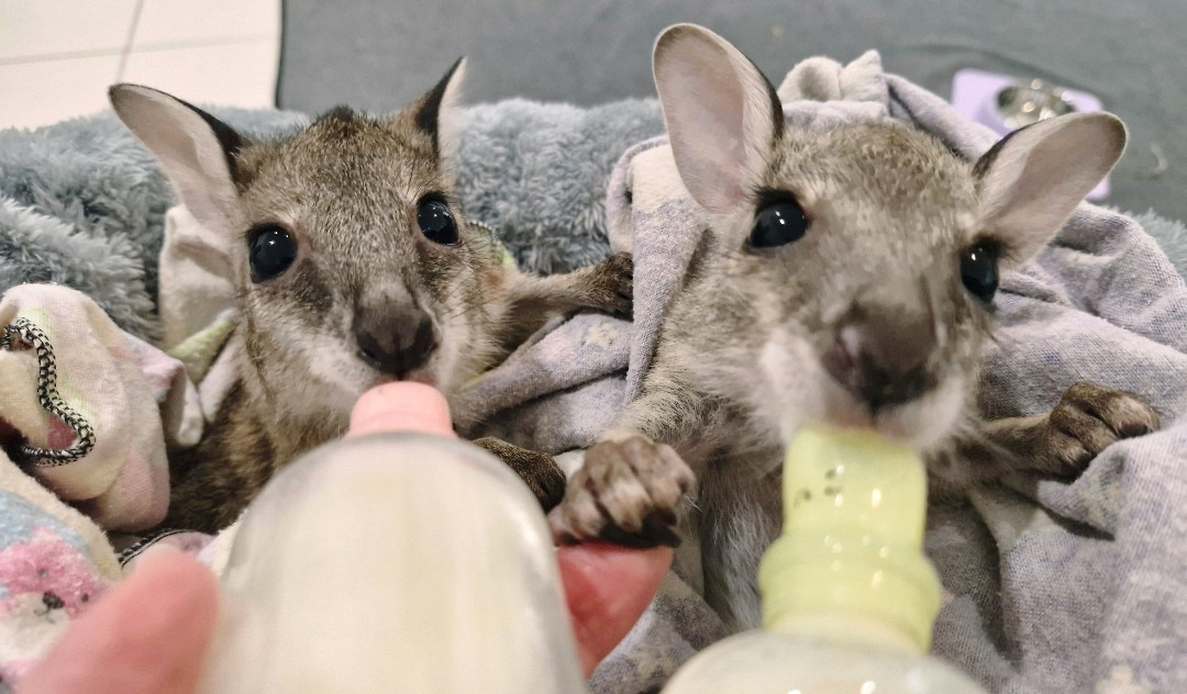 Two koala joeys in care.
