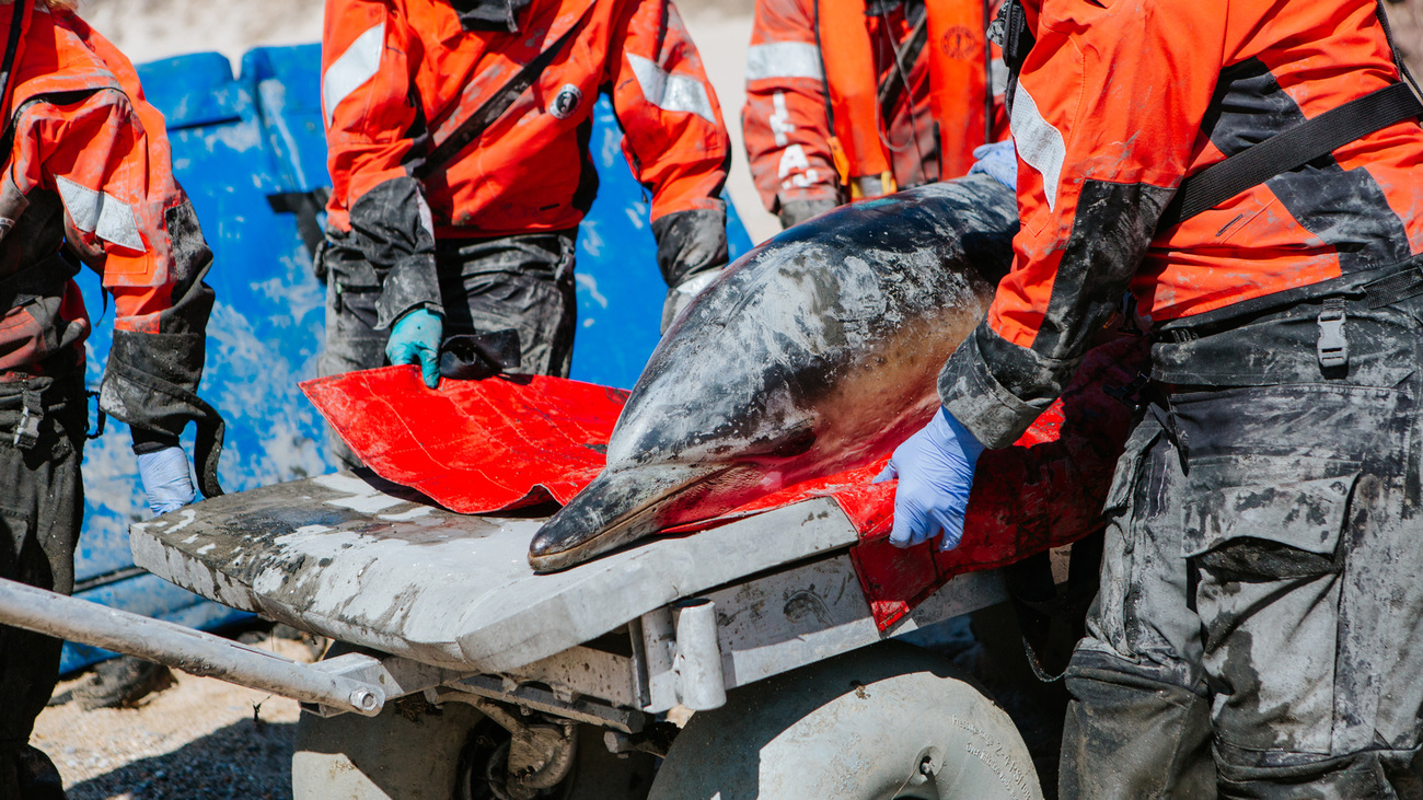 Close-up of a common dolphin being transported by cart to the release beach after being cleared by a health assessment.