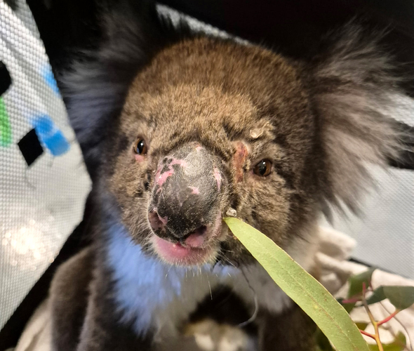 Wildlife caught between bushfires and floods in Australia
