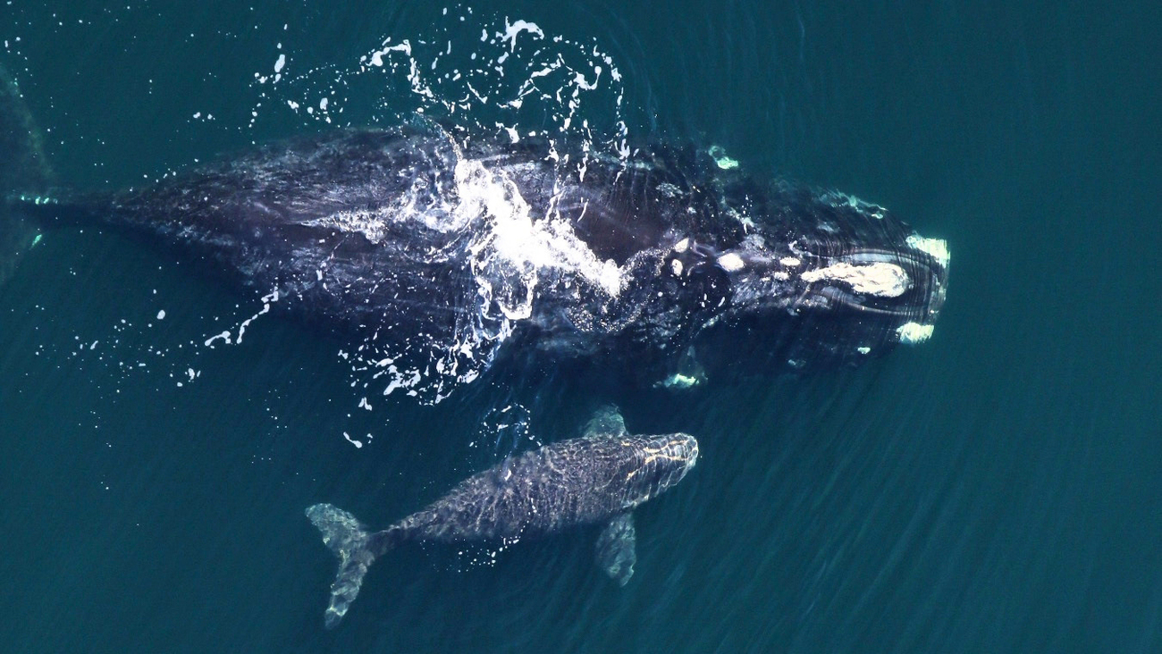 Magic (right whale catalog #1243) and her new calf were sighted east of Amelia Island, FL on January 16.