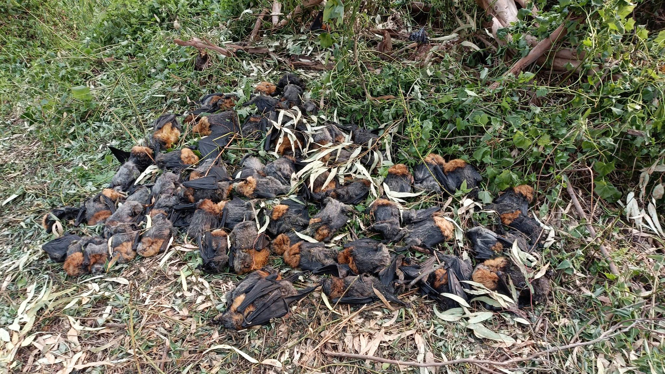 Flying fox mass deaths in heat stress event in Victoria, Australia