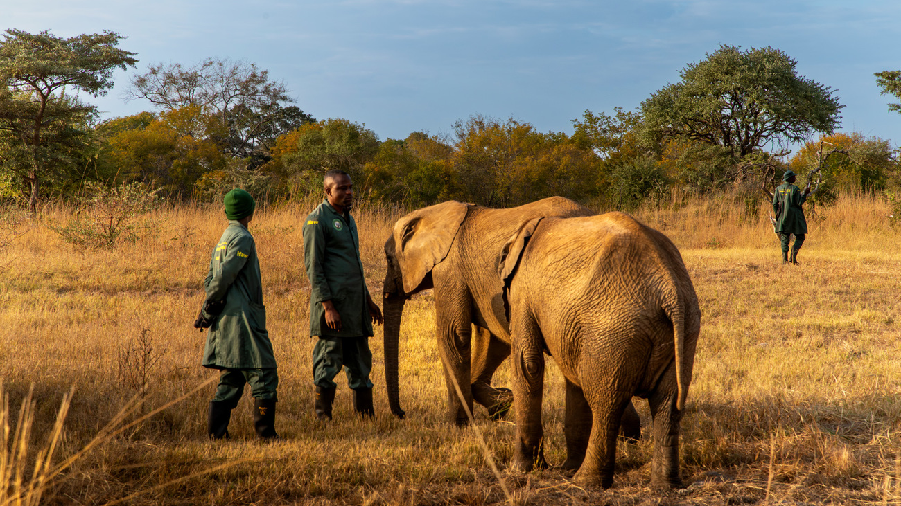 Elephant calves and their keepers in Kafue National Park.