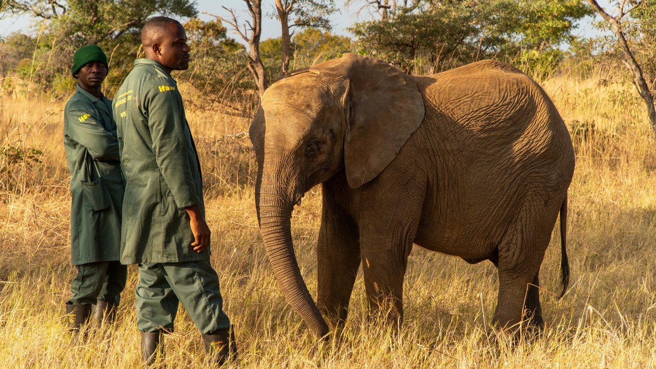Elephant calf and their keepers in Kafue National Park.