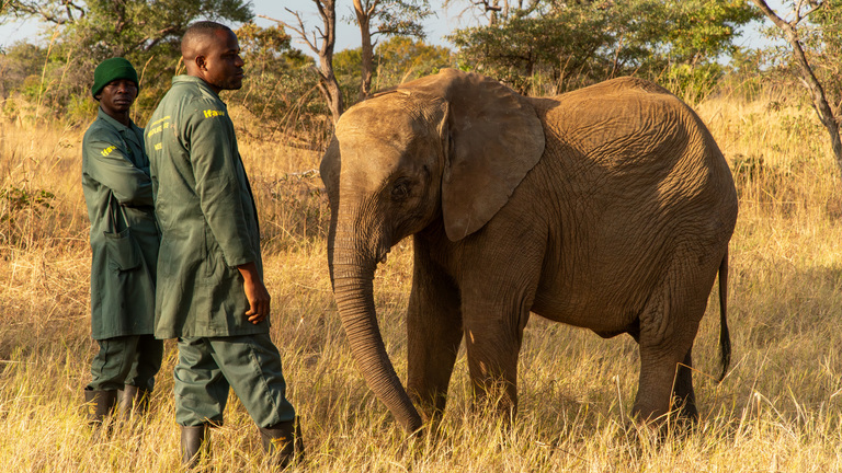 How two orphaned elephants are finding freedom in Zambia