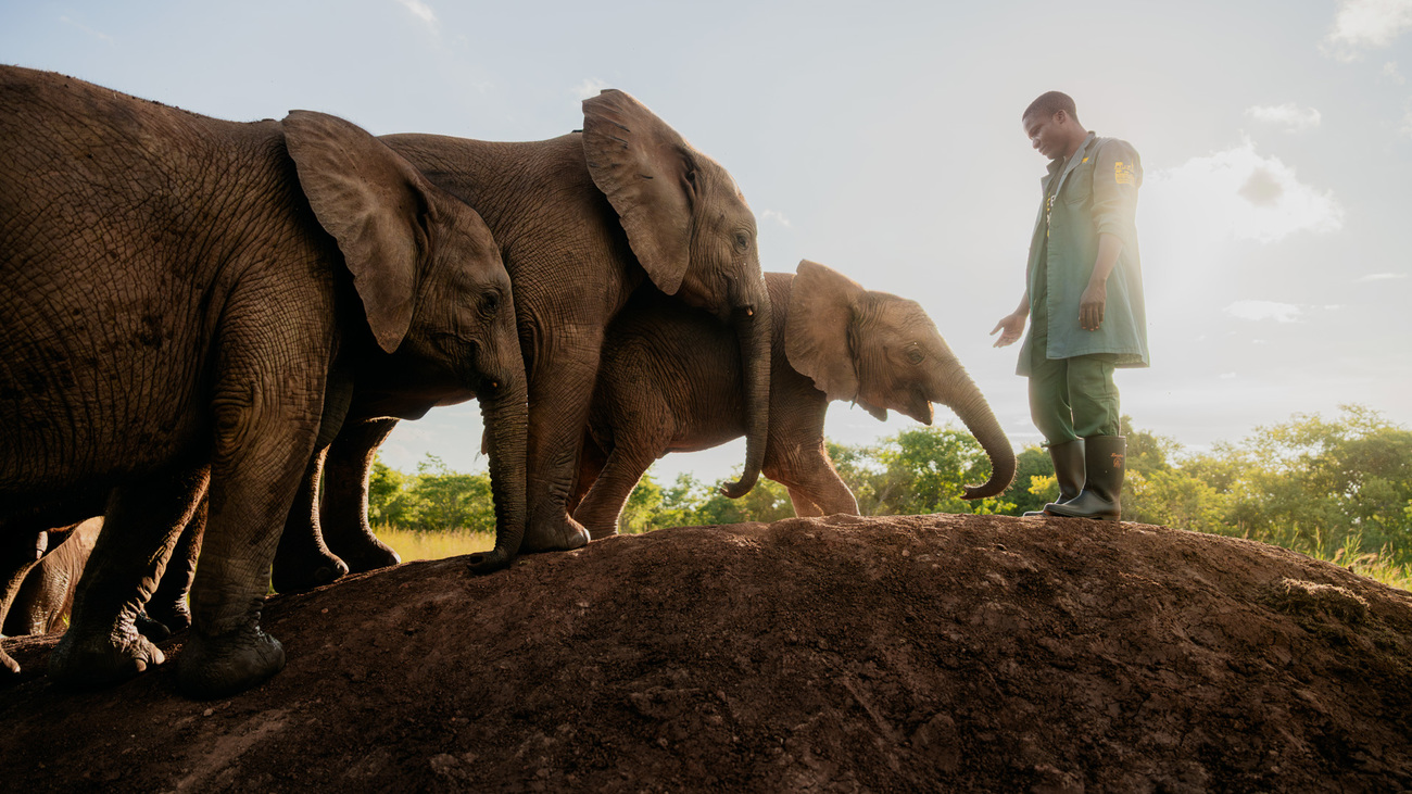 Keeper Myanda with Mataya, Chikumbi and Ndewa in Lusaka National Park.