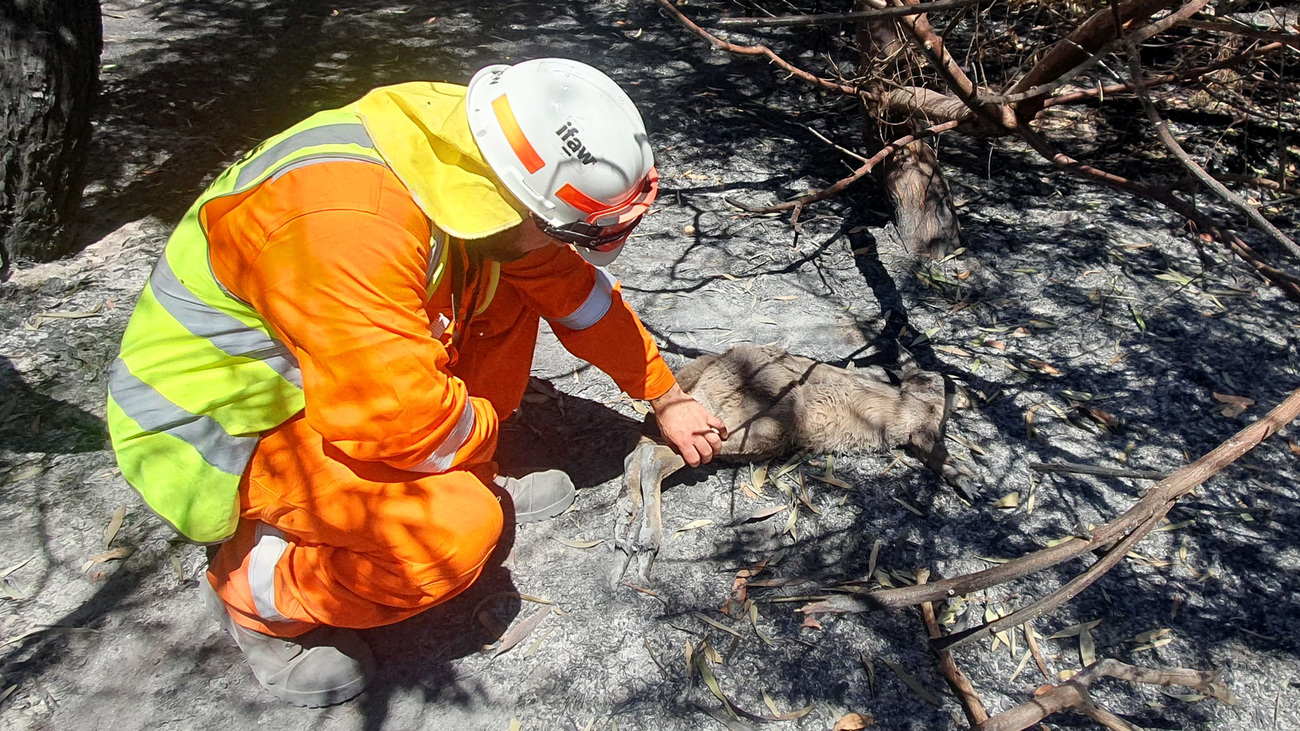 IFAW animal rescue officer Robert Leach with a kangaroo burnt in the fire at Tooperang in South Australia.