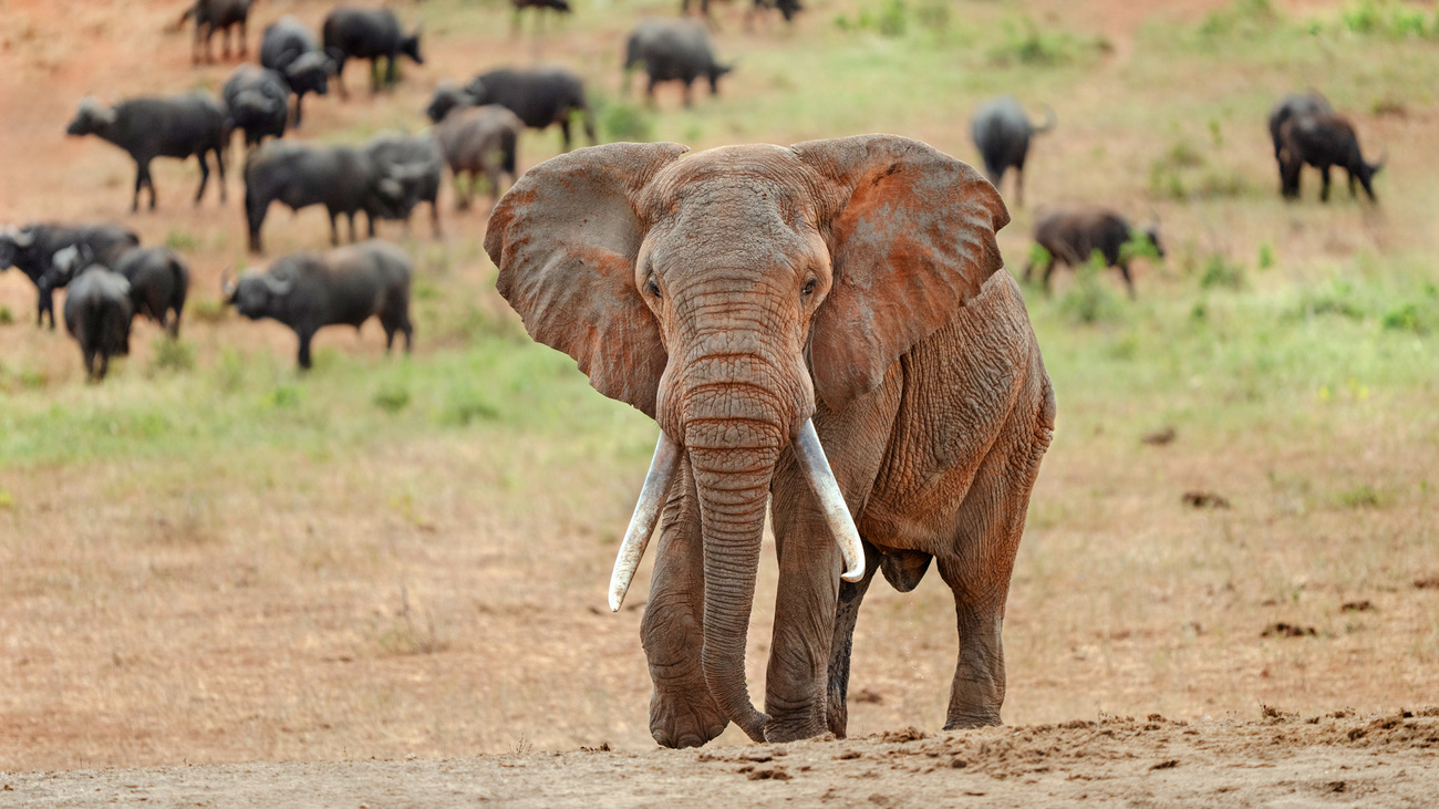 Elephant and buffalo in Tsavo East National Park, Kenya.