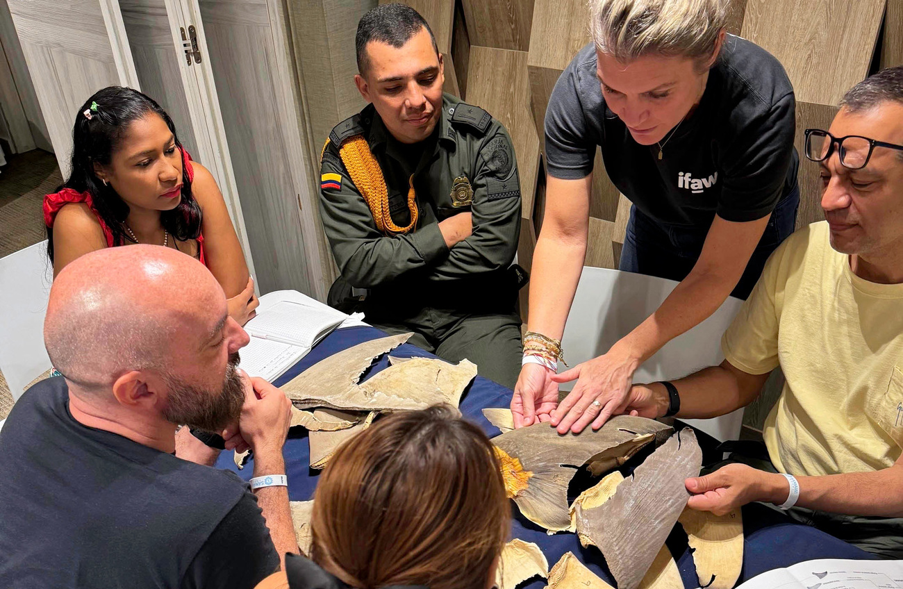 Barbara Slee explains to participants the different textures of various shark fins.