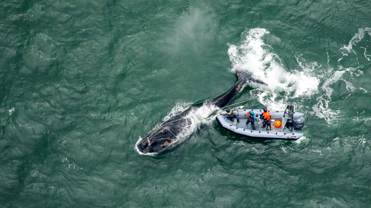 Authorized on-water response teams work to remove entangling gear from North Atlantic right whale “Division” near St. Simons Island, Georgia, cutting line over the whale’s head and blowholes, though some gear remains.