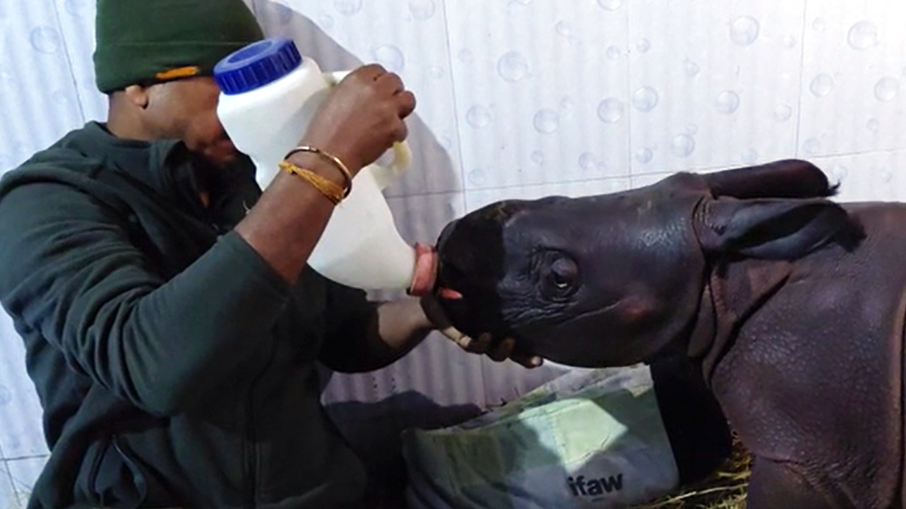 A male rhinoceros calf undergoing rehabilitation under the care of the Wildlife Trust of India at Kaziranga, Assam.