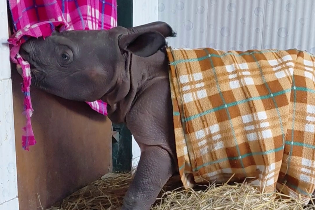 Een mannelijk neushoornkalfje dat wordt verzorgd door Wildlife Trust of India in Kaziranga, Assam.