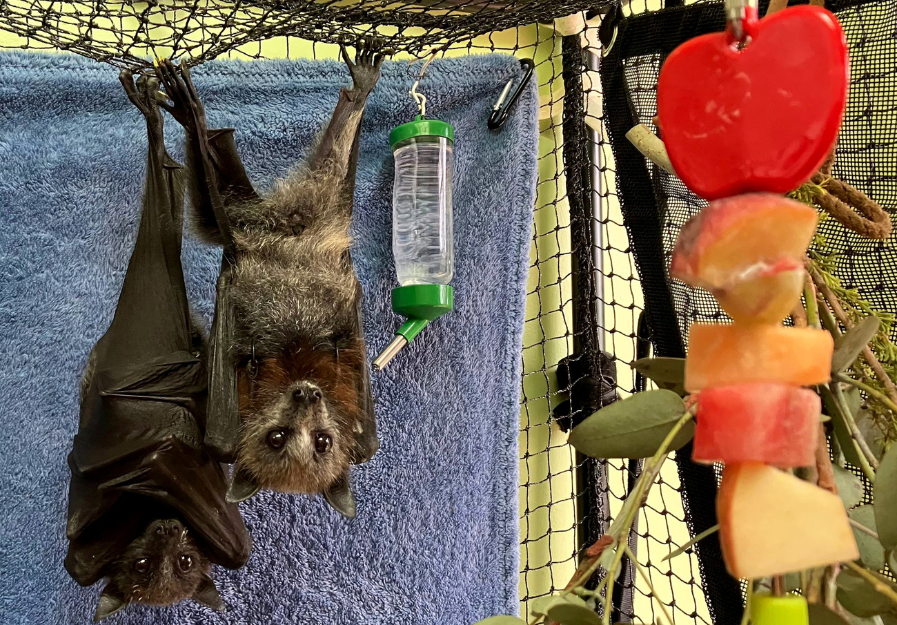 Robbie and Jana, two of the flying fox pups rescued during an extreme heatwave in Cowra NSW in January 2026.