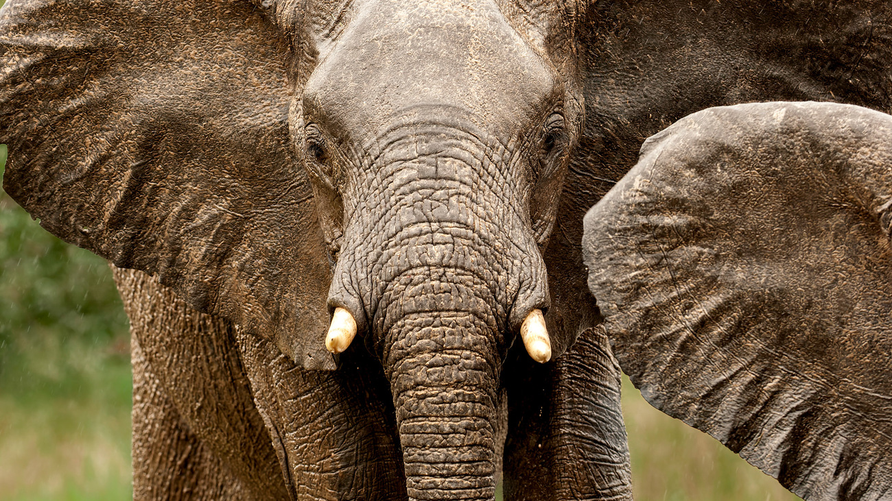 Bull elephant at Chobe National Park, Botswana.
