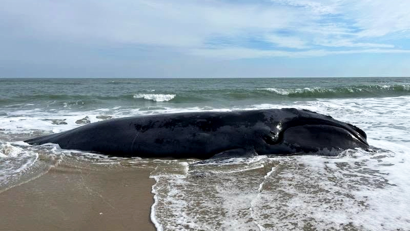 A dead North Atlantic right whale stranded on a barrier island off Virginia. The whale has been identified as a 3-year-old female, the 2023 calf of right whale #3293 “Porcia.” 