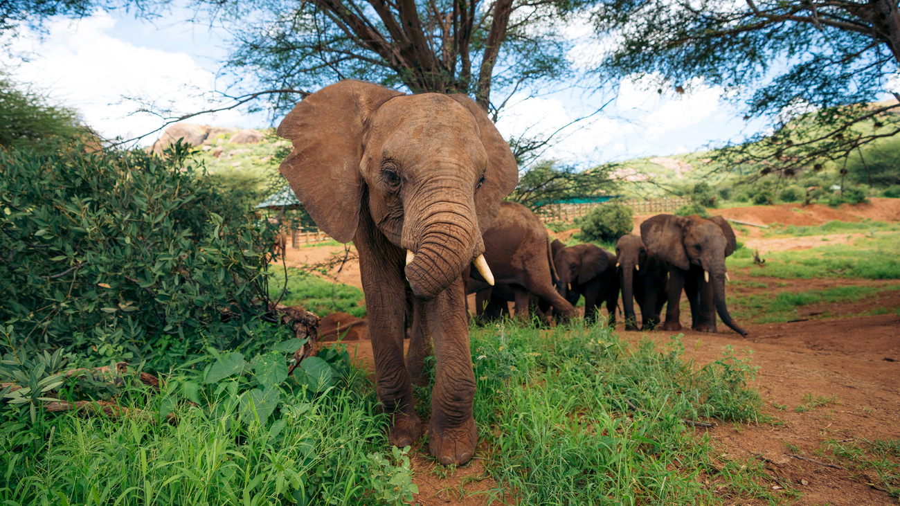 Long’uro, an orphaned elephant calf who lost most of his trunk in a hyena attack, receiving care at Reteti Elephant Sanctuary in Kenya.