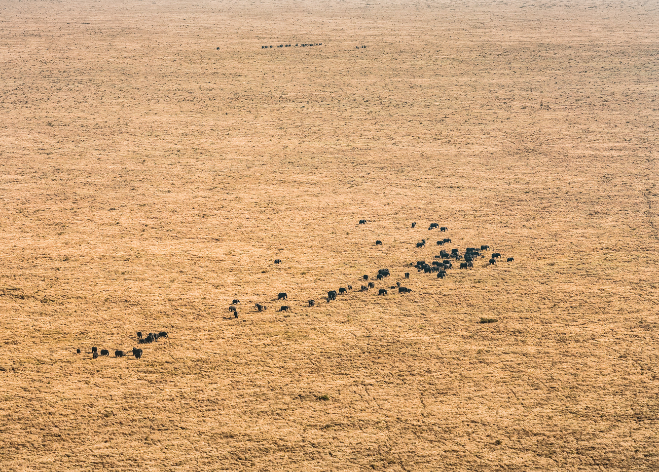 elephant aerial view